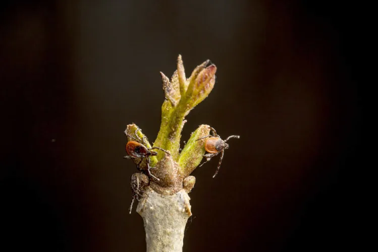 Mice may drive Lyme disease more than deer